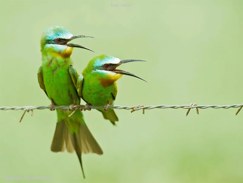 bee eater